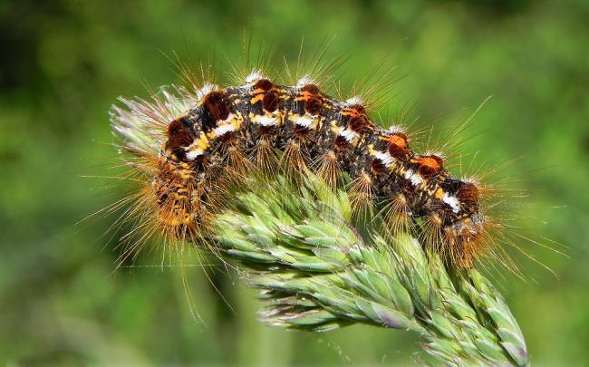 Brown-tail-Moth-Caterpillar